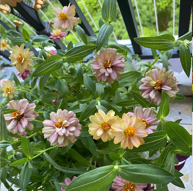 Dwarf Zinnia Seeds - New in 2024
