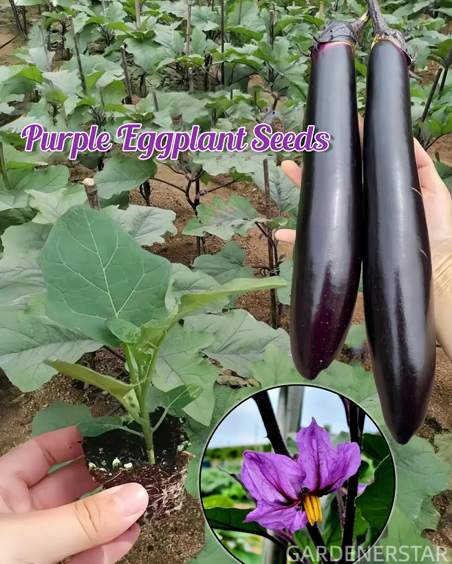 🍆Purple Eggplant Seeds