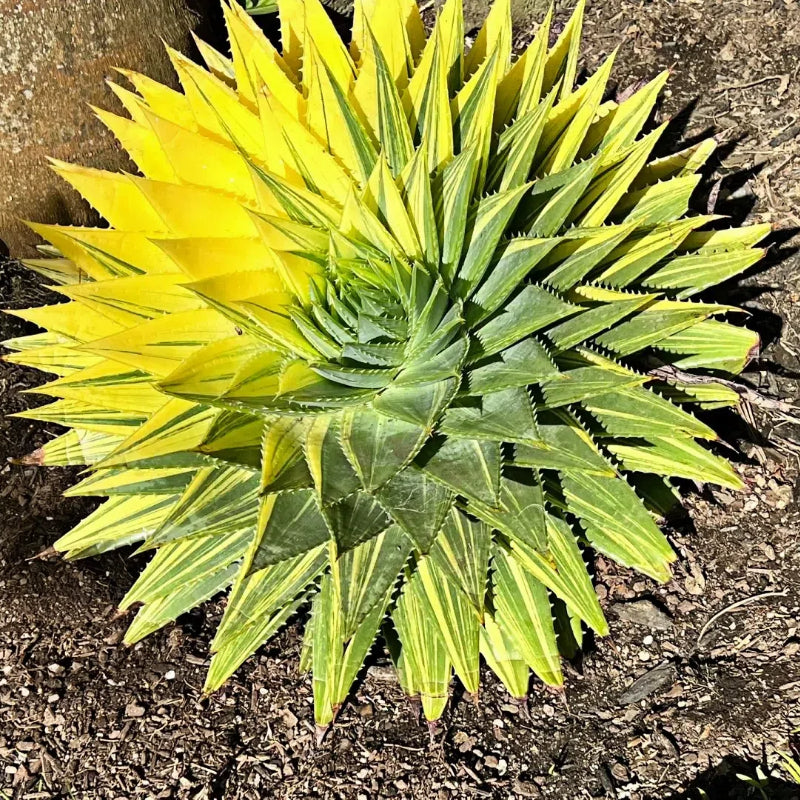 Spiral Aloe Drought Tolerant Edible