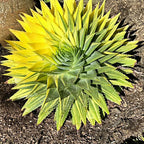 Spiral Aloe Drought Tolerant Edible