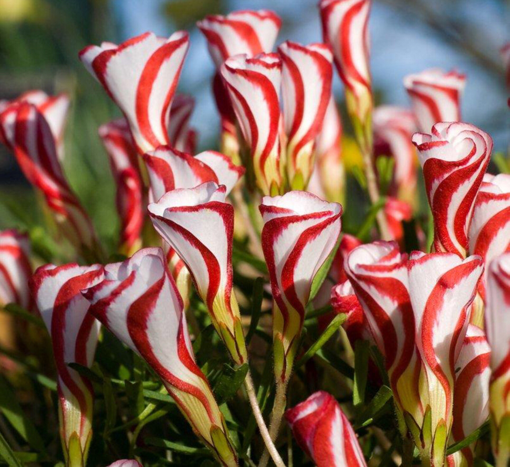 Oxalis Versicolor (Candy Cane Sorrel)