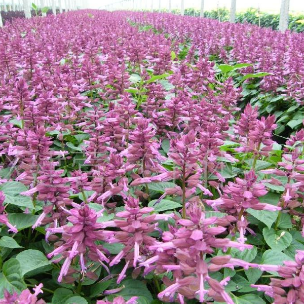 Salvia Splendens Ornamental Flower Seeds