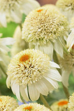 Echinacea purpurea 'Milkshake' (Coneflower)