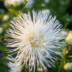 China Aster Valkyrie Yellow