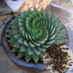 Spiral Aloe Drought Tolerant Edible