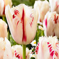 Bonsai Rare Color Tulip Seeds #5