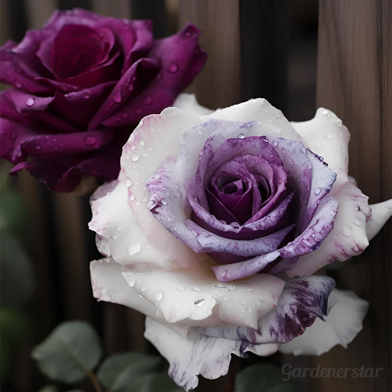 Rare Purple White Rose Flower Seeds