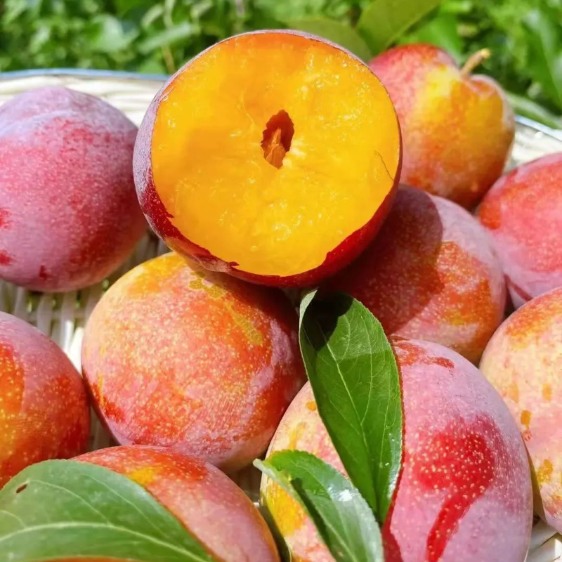 Dahongpao Plum Seeds