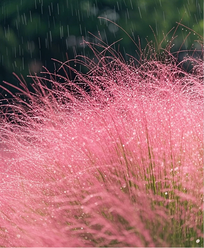 Pink Muhly Grass Seeds