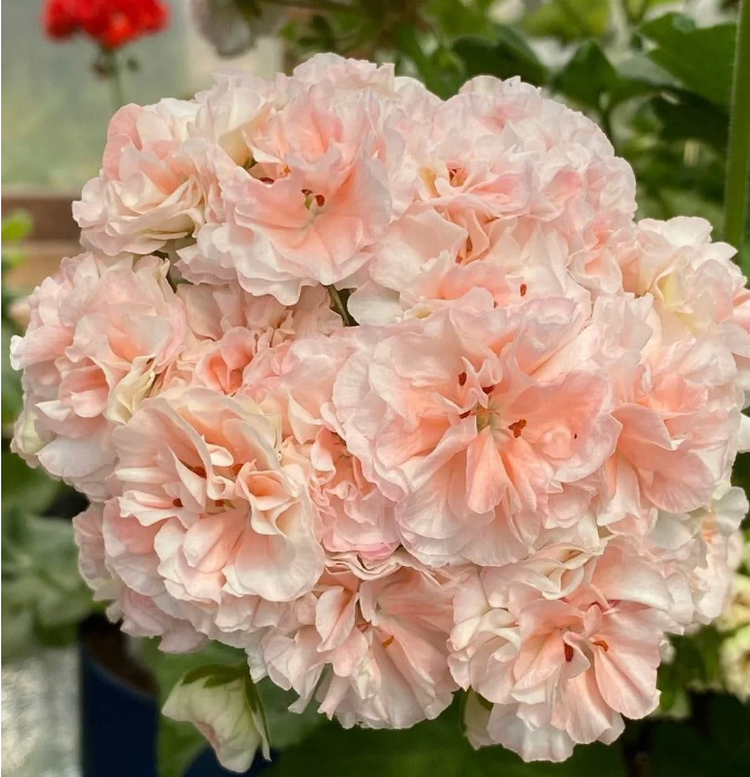 Geranium EU Peach Aventurine