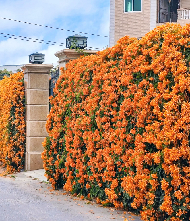 🧡Pyrostegia Venusta Flower