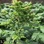 Nicotiana Alata Seeds