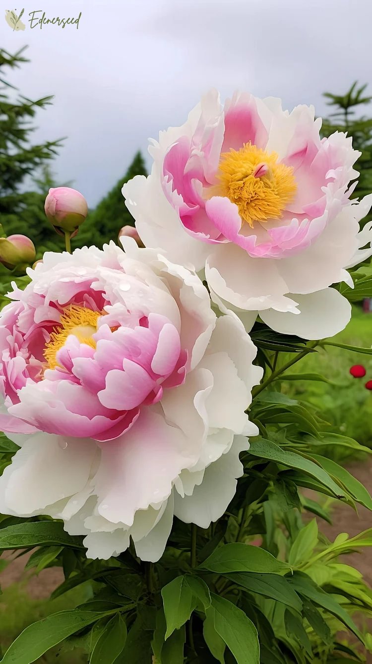 Black Beauty Peony Flower Seeds