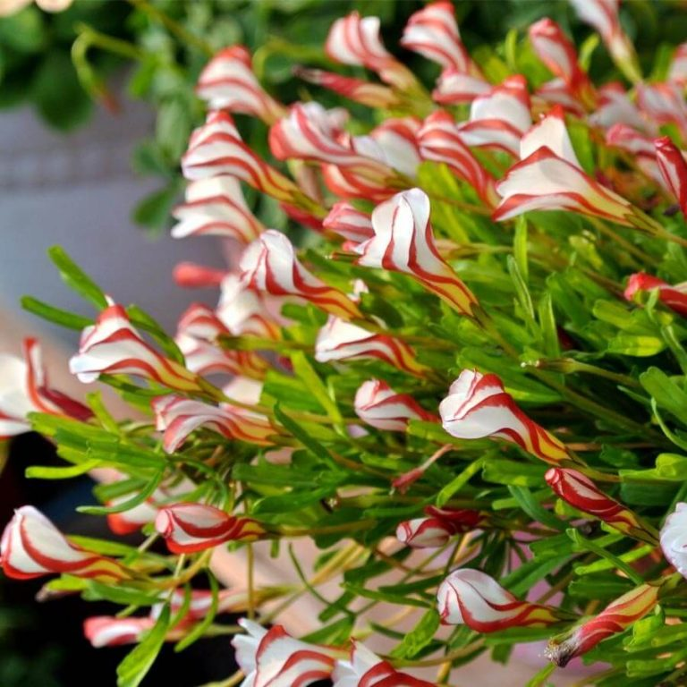 Oxalis Versicolor (Candy Cane Sorrel)