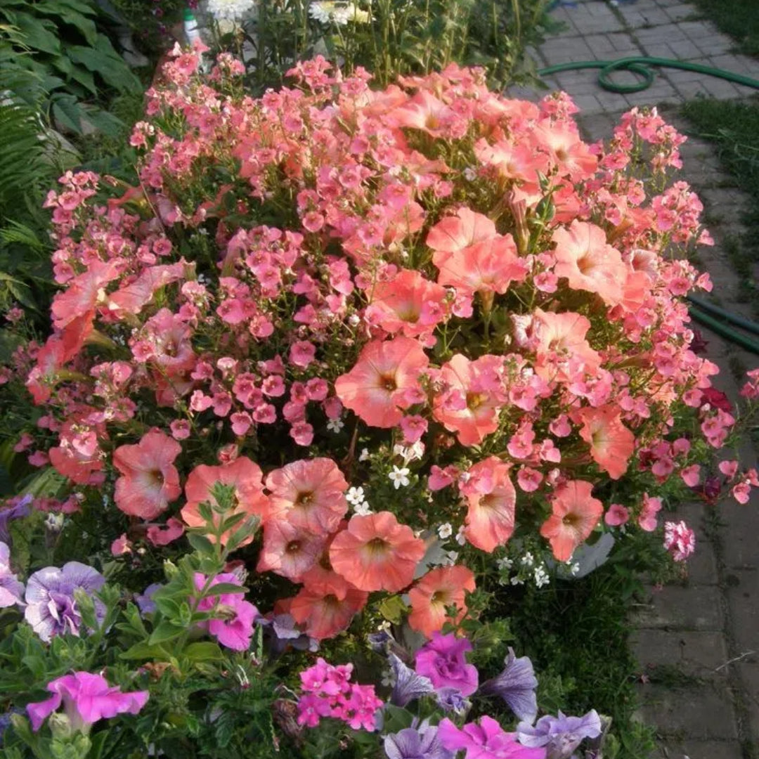 🌸Petunia Seeds