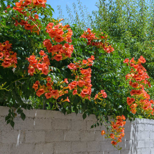 🧡Campsis Radicans -The First Choice For Wall-Climbing Plants