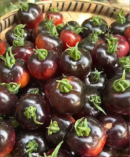 Black Pearl Tomato Seeds