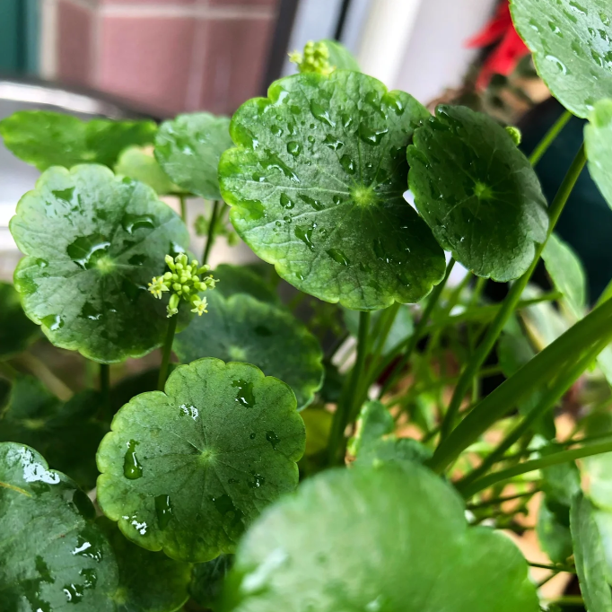 Hydrocotyle Vulgaris Seeds