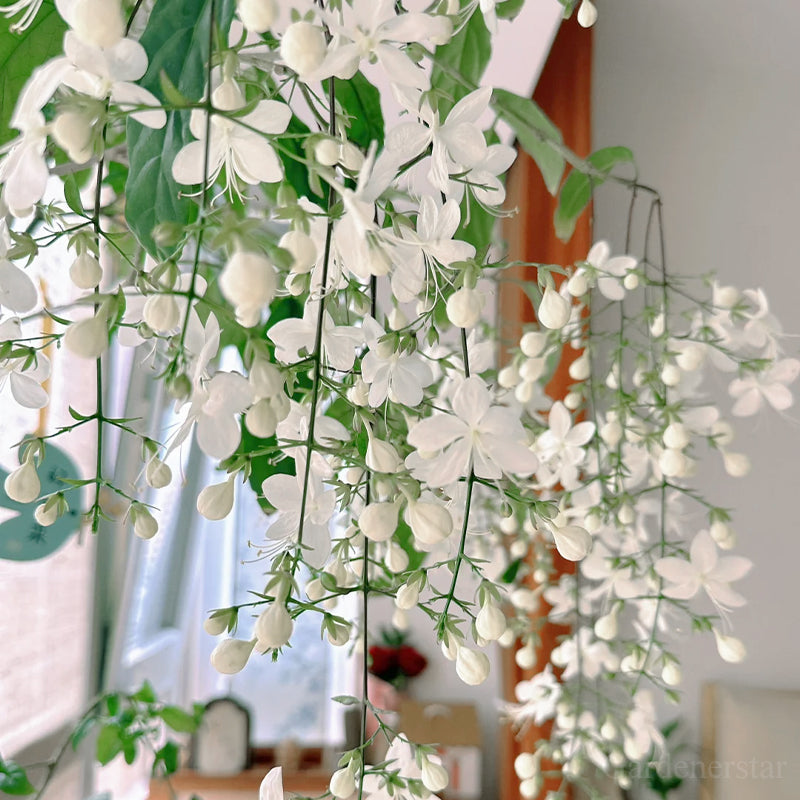 🌼Weeping Jasmine Seeds - White Jade Butterfly