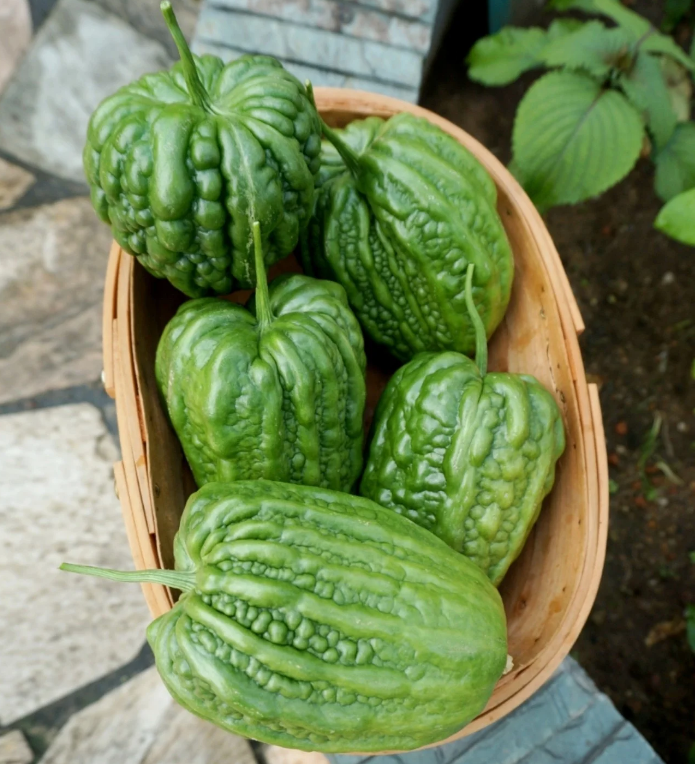 Big Top Bitter Melon Seeds