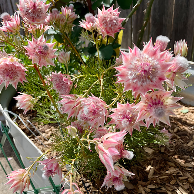 Rare Serruria florida Seeds - Blushing Bride