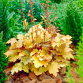 Amber Waves Coral Bells Seeds