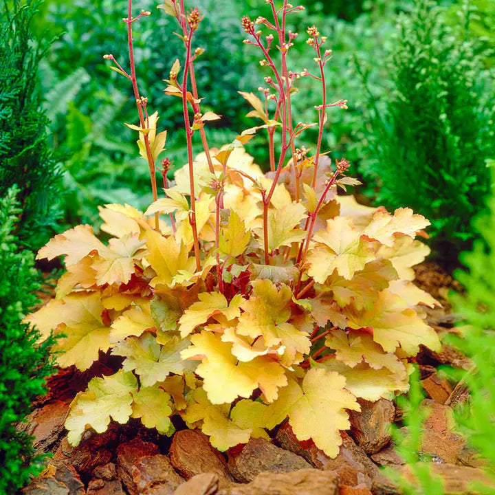 Amber Waves Coral Bells Seeds