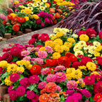 🌺Double Dwarf Zinnia Seeds