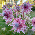 Rare Serruria florida Seeds - Blushing Bride