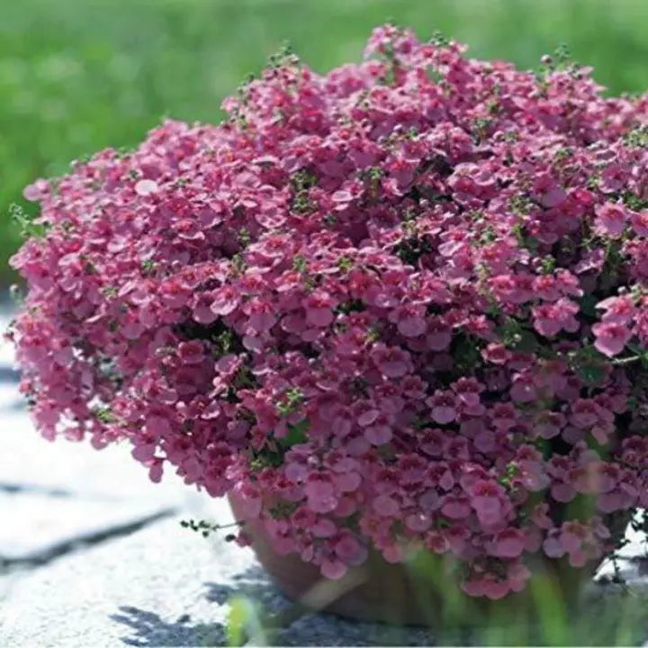 Diascia Pink Queen Seeds Perennial Abundant Pink Flowers Light Frost Tolerant