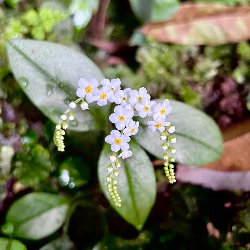 💐Emei scutellaria
