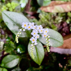 💐Emei scutellaria