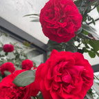 Florentina Arborose Seeds