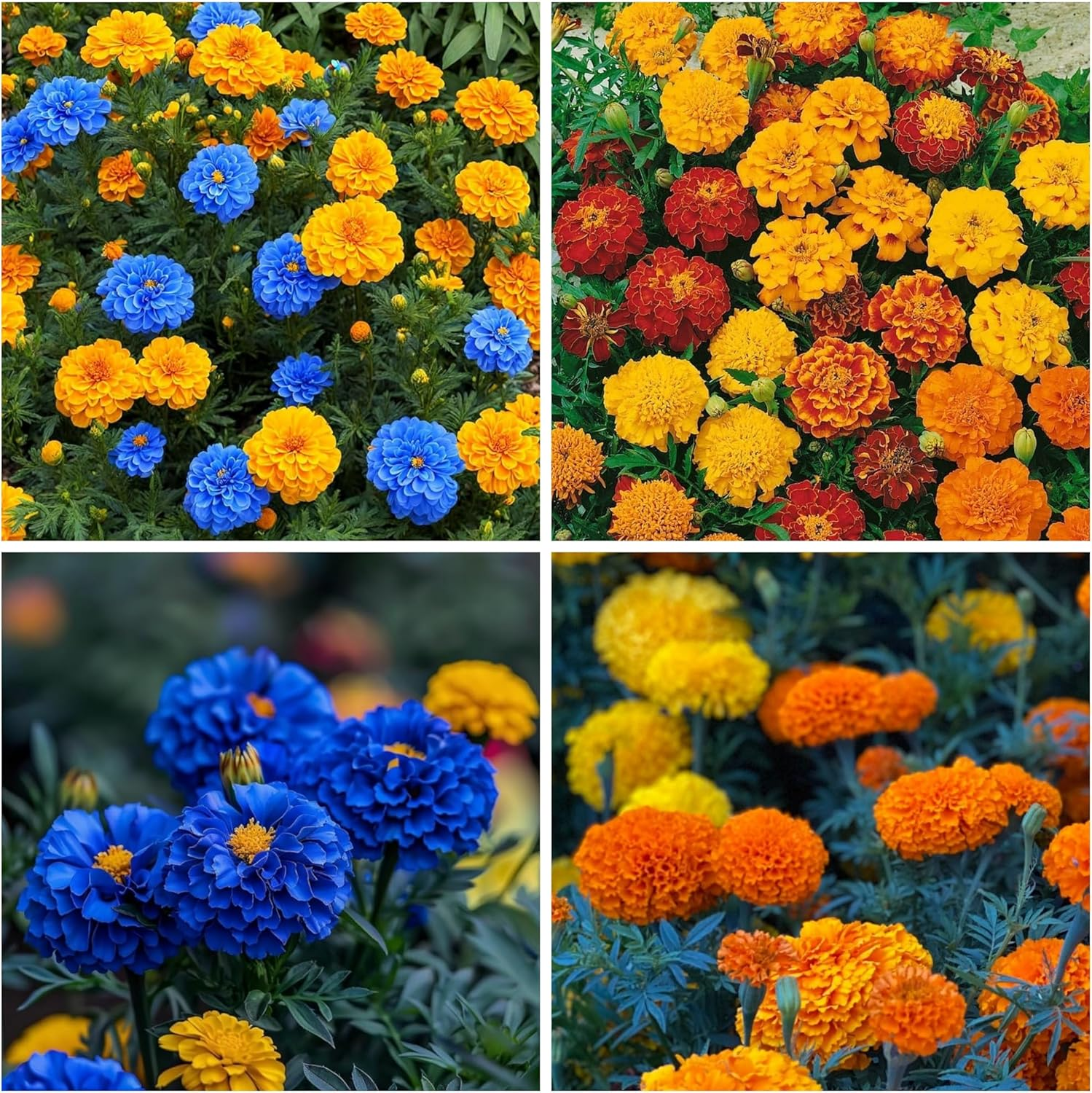 🌸Colorful Marigold Seeds