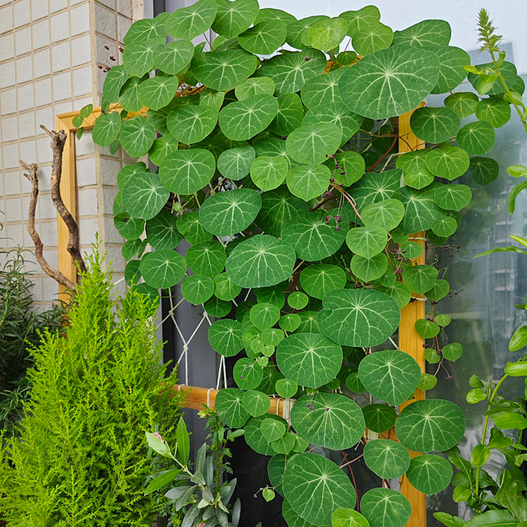 Stephania Erecta Climbing Greenery Seeds