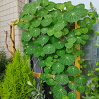 Stephania Erecta Climbing Greenery Seeds