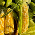 Fruit Corn Seeds for the Home Garden