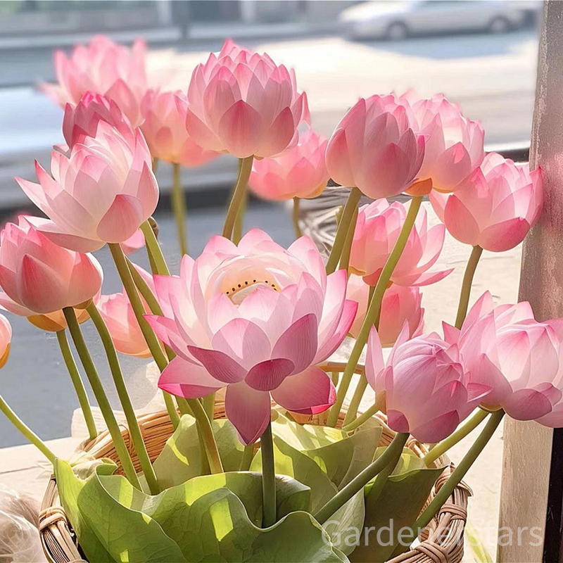 🌸[7 days germination]Last Day Up to 80% OFF💐The Sacred Bonsai Bowl Lotus Flower