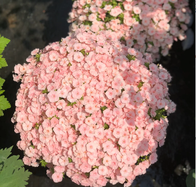 Phlox drummondii 'Ethnie Salmon'