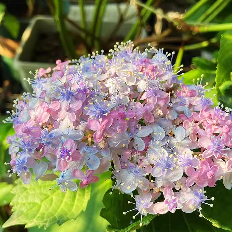 Ayesha Hydrangea macrophylla