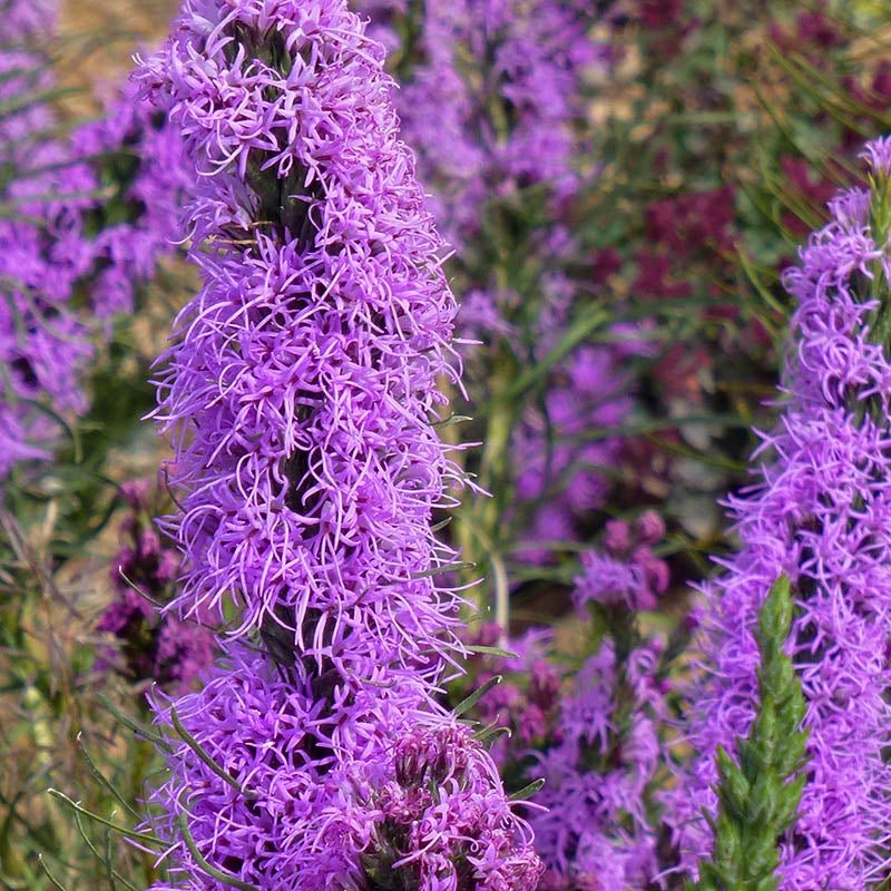 Autumn Magic Pollinator Collection