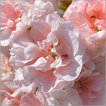Geranium EU Peach Aventurine