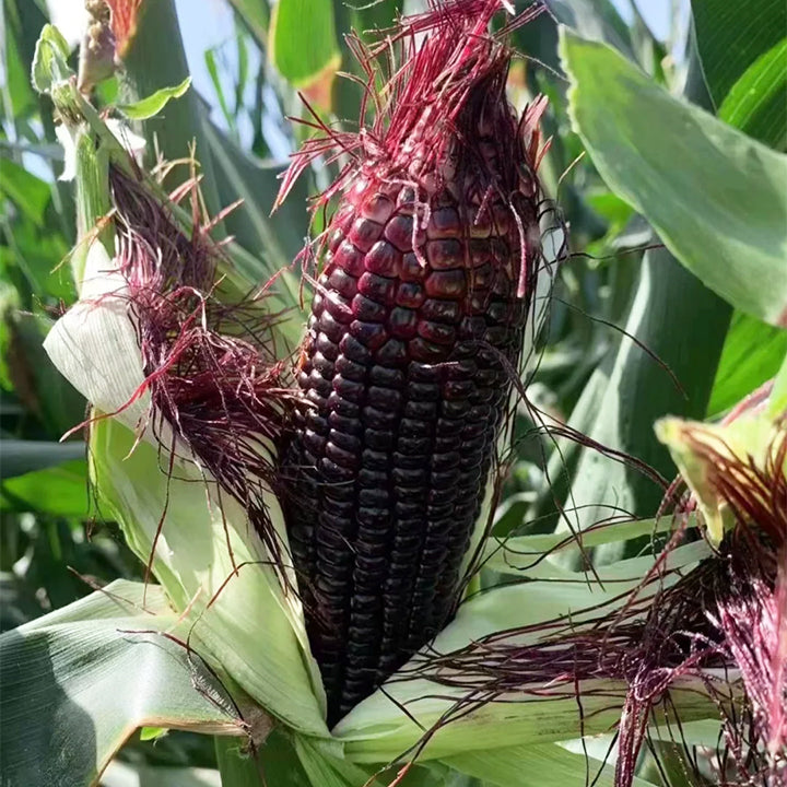 Fruit Corn Seeds for the Home Garden