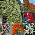Mixed Climbing Flower Seeds -Over 30 kinds mixed
