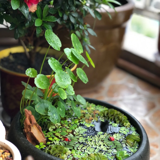 Hydrocotyle Vulgaris Seeds