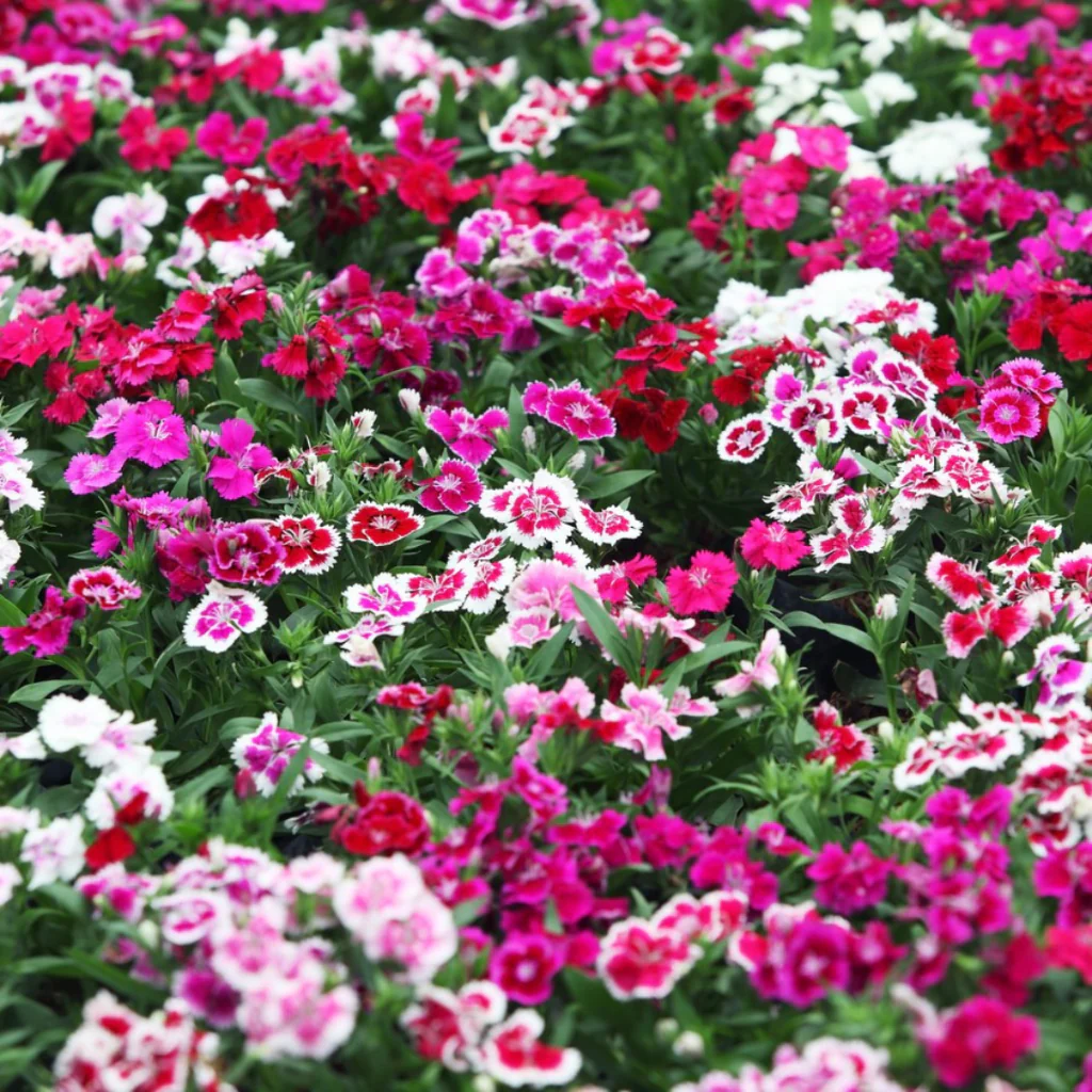 Dianthus Corona Mixed Seeds