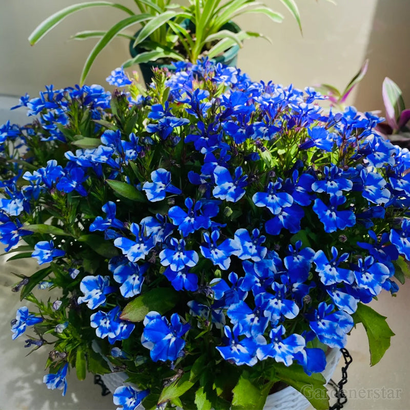🌈Optimal Carpet Plant✨Creeping Lobelia Erinus Seeds