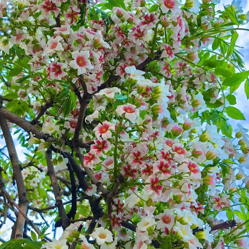 Xanthoceras Sorbifolia, Raintree Flower Seeds