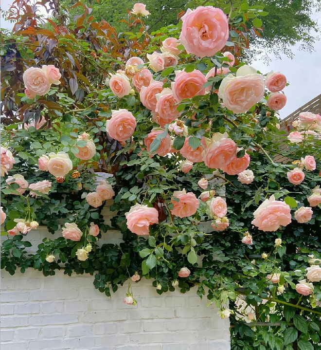 Garden Climbing Rose Flower Seeds