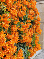 🧡Pyrostegia Venusta Flower